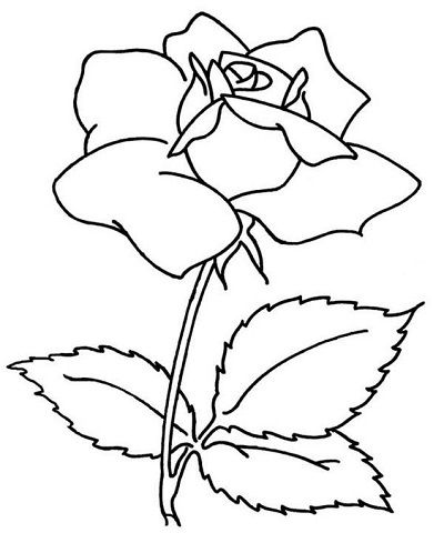 Detail Gambar Bunga Mawar Untuk Mewarnai Nomer 7