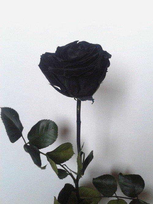 Gambar Bunga Mawar Warna Hitam - KibrisPDR