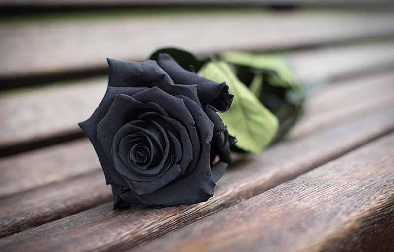Detail Gambar Bunga Mawar Warna Hitam Nomer 2