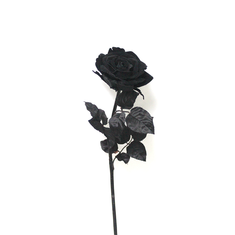 Detail Gambar Bunga Mawar Warna Hitam Nomer 10