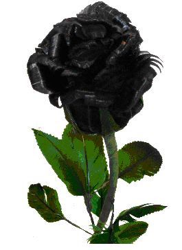 Detail Gambar Bunga Mawar Warna Hitam Nomer 12