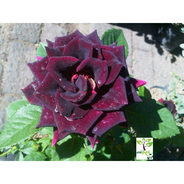 Detail Gambar Bunga Mawar Warna Hitam Nomer 13