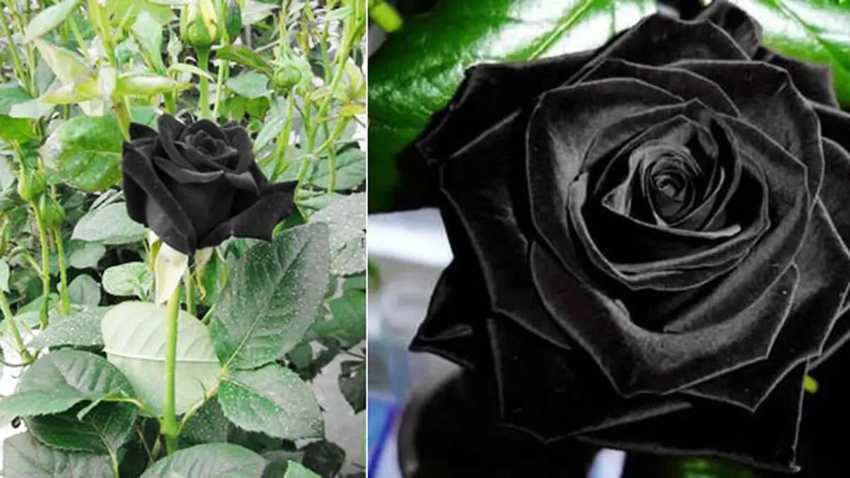 Detail Gambar Bunga Mawar Warna Hitam Nomer 14