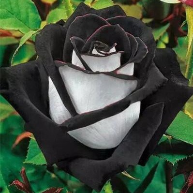 Detail Gambar Bunga Mawar Warna Hitam Nomer 18