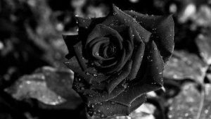 Detail Gambar Bunga Mawar Warna Hitam Nomer 19