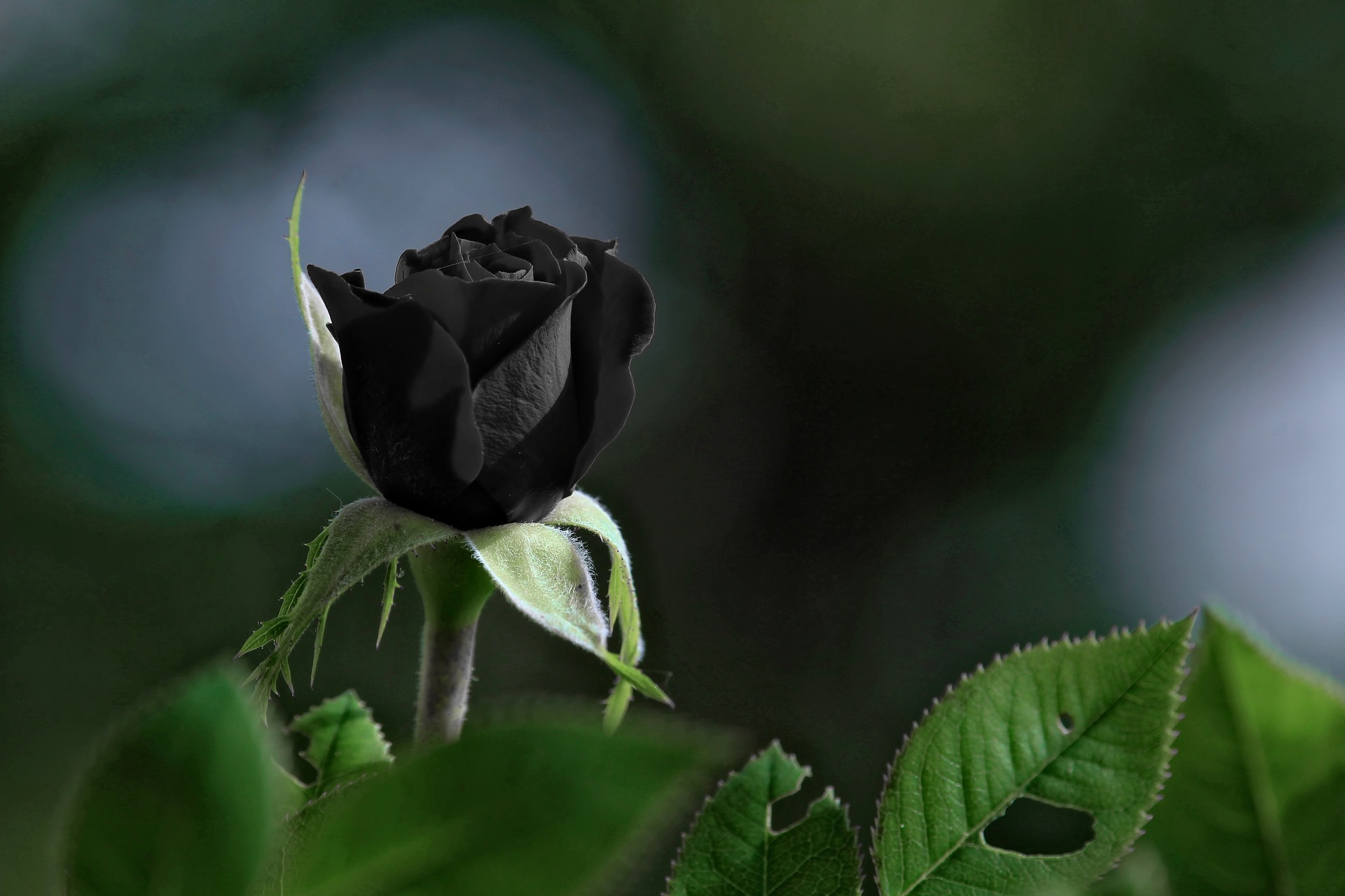 Detail Gambar Bunga Mawar Warna Hitam Nomer 22