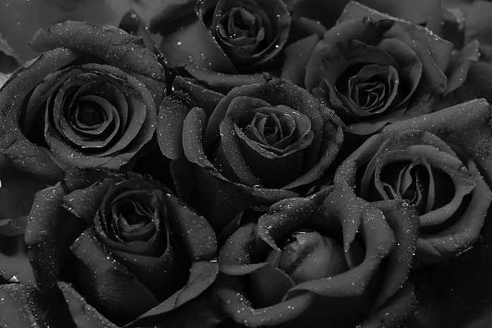Detail Gambar Bunga Mawar Warna Hitam Nomer 23