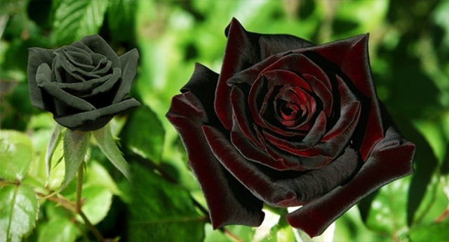 Detail Gambar Bunga Mawar Warna Hitam Nomer 26