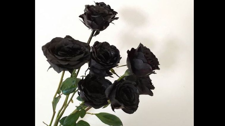 Detail Gambar Bunga Mawar Warna Hitam Nomer 4