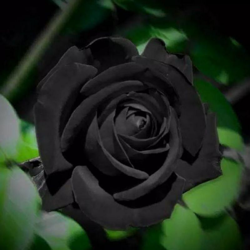 Detail Gambar Bunga Mawar Warna Hitam Nomer 27