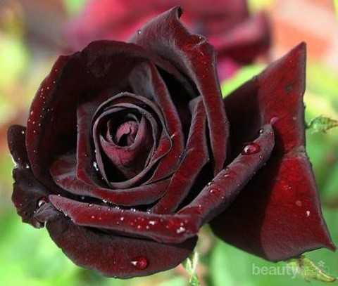 Detail Gambar Bunga Mawar Warna Hitam Nomer 33
