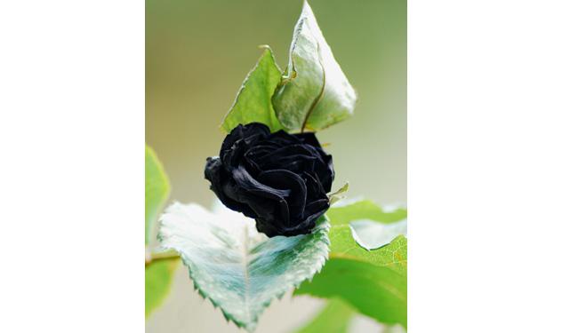 Detail Gambar Bunga Mawar Warna Hitam Nomer 43