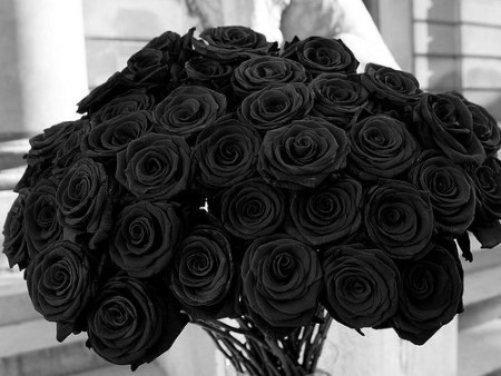 Detail Gambar Bunga Mawar Warna Hitam Nomer 44