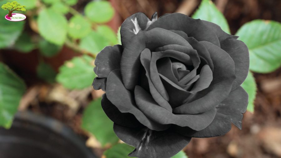 Detail Gambar Bunga Mawar Warna Hitam Nomer 7