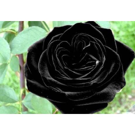 Detail Gambar Bunga Mawar Warna Hitam Nomer 8