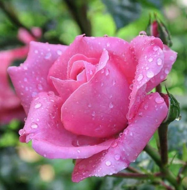 Detail Gambar Bunga Mawar Warna Merah Muda Nomer 9