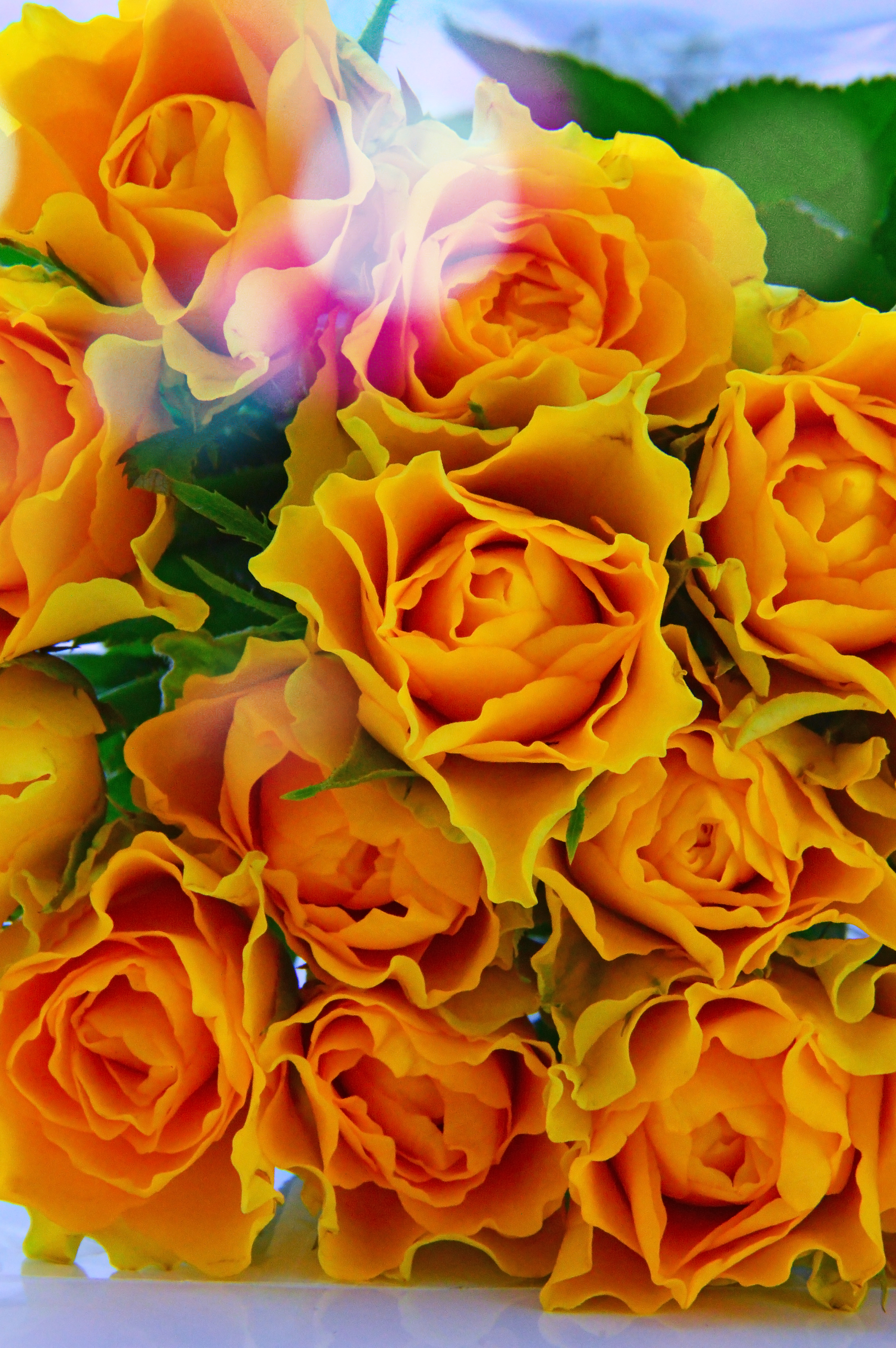 Detail Gambar Bunga Mawar Warna Orange Nomer 24