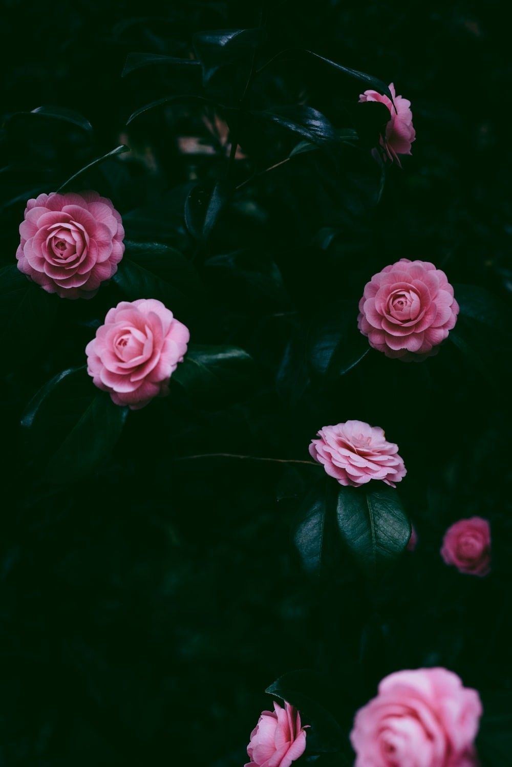 Detail Gambar Bunga Mawar Warna Pink Nomer 19