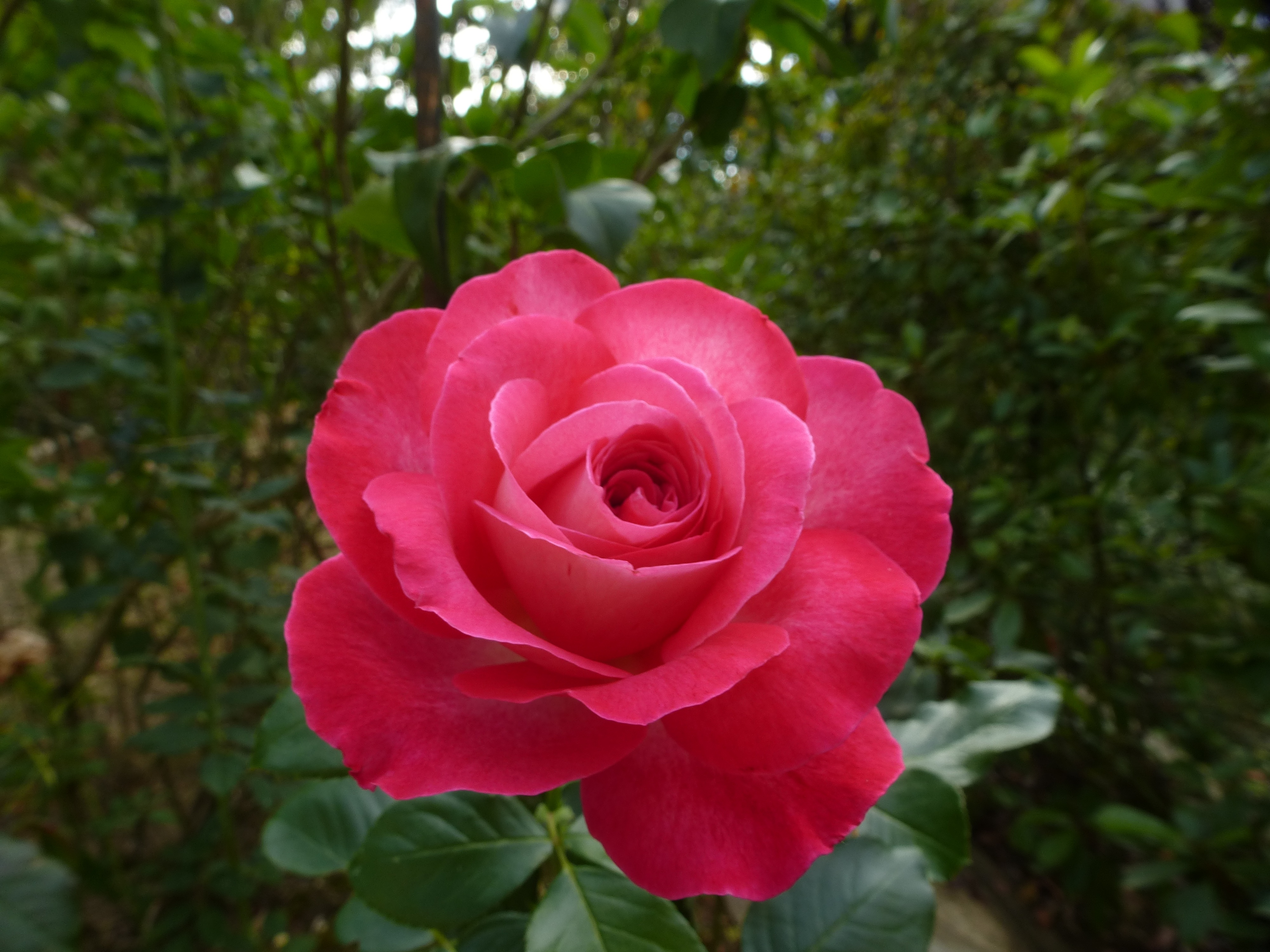 Detail Gambar Bunga Mawar Warna Pink Nomer 23
