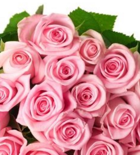 Detail Gambar Bunga Mawar Warna Pink Nomer 4