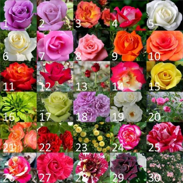 Gambar Bunga Mawar Warna Warni - KibrisPDR