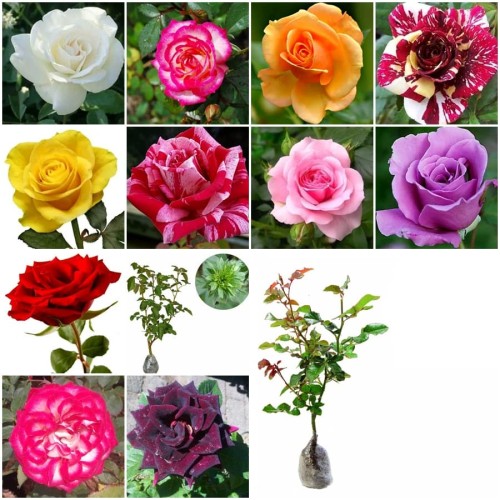 Download Gambar Bunga Mawar Warna Warni Nomer 11