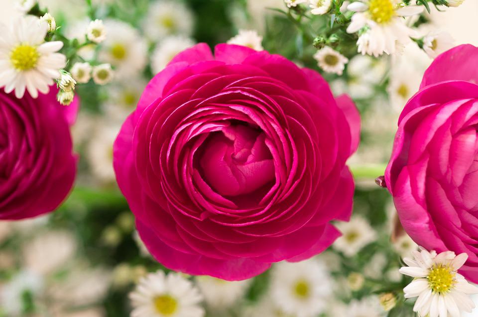 Detail Gambar Bunga Mawar Warna Warni Nomer 12