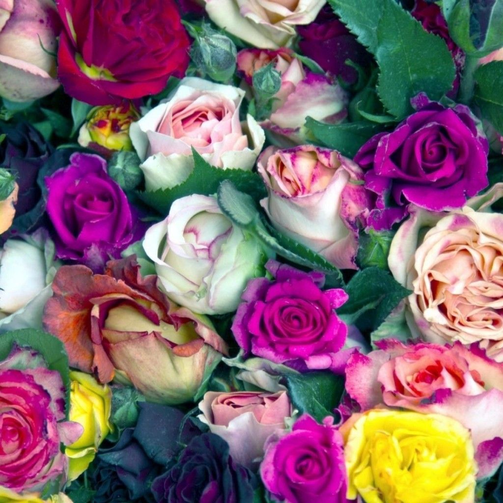 Detail Gambar Bunga Mawar Warna Warni Nomer 15