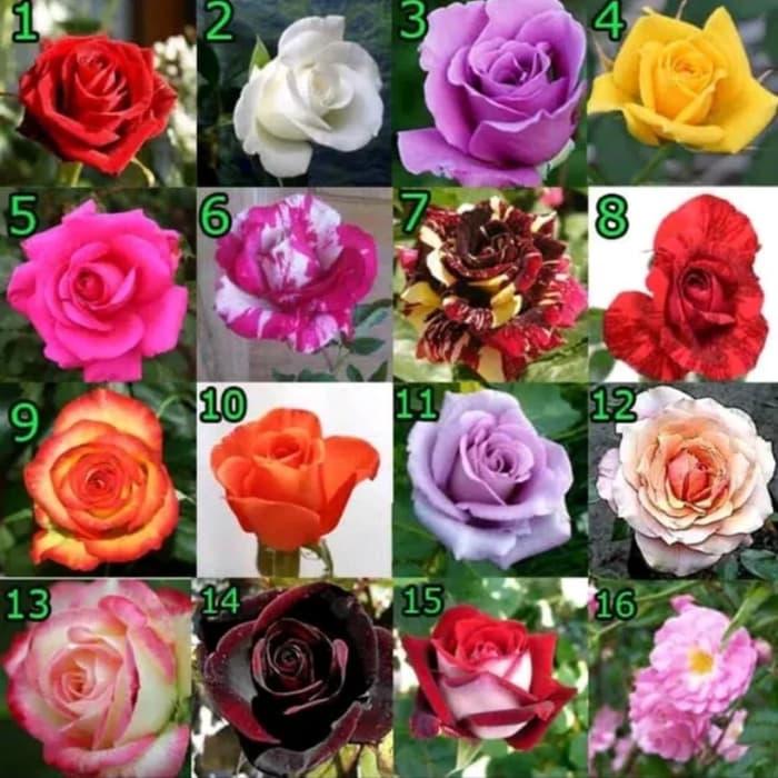 Detail Gambar Bunga Mawar Warna Warni Nomer 38