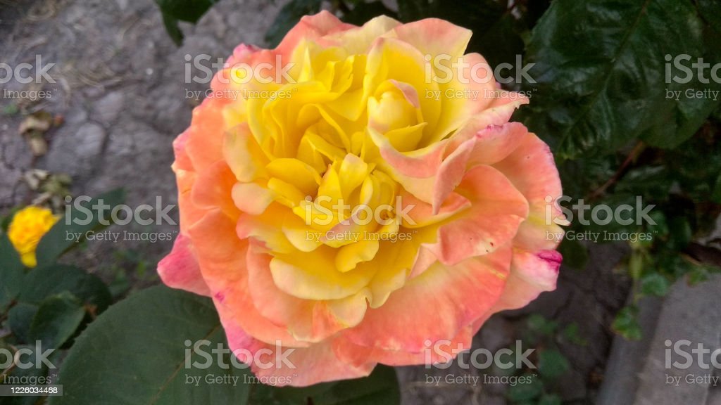 Detail Gambar Bunga Mawar Warna Warni Nomer 52