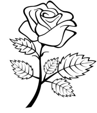 Detail Gambar Bunga Mawar Yang Belum Diwarnai Nomer 15