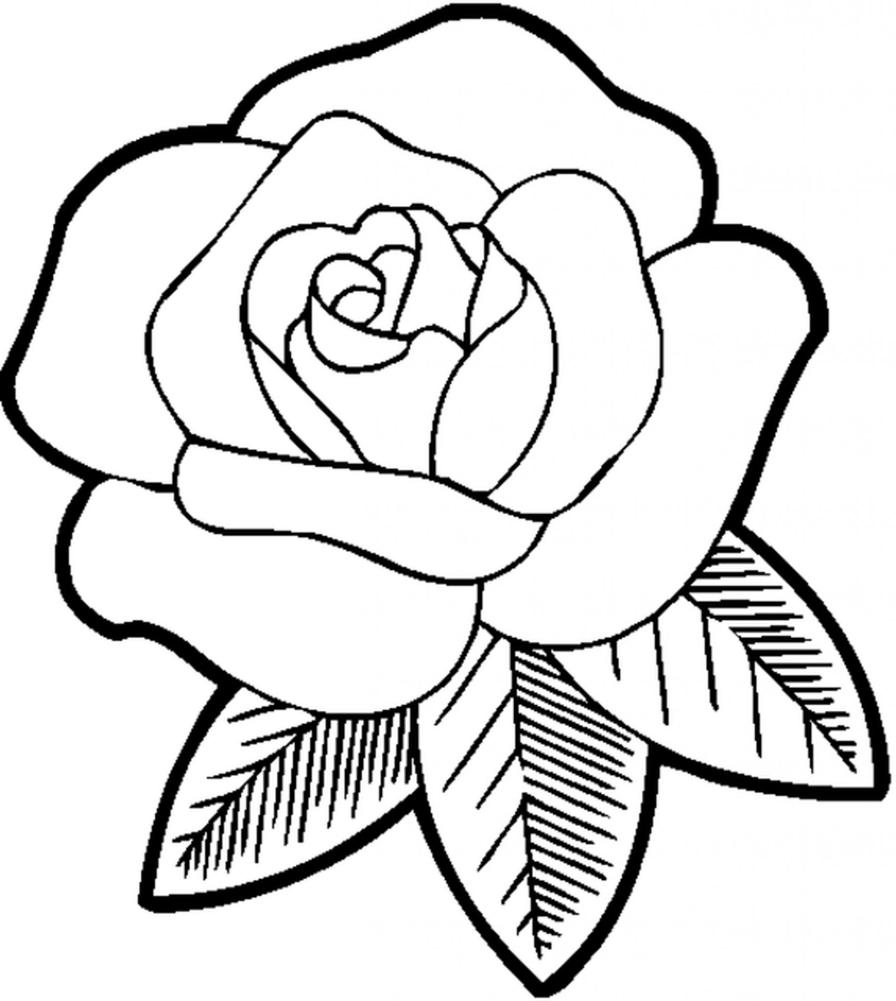 Detail Gambar Bunga Mawar Yang Belum Diwarnai Nomer 16