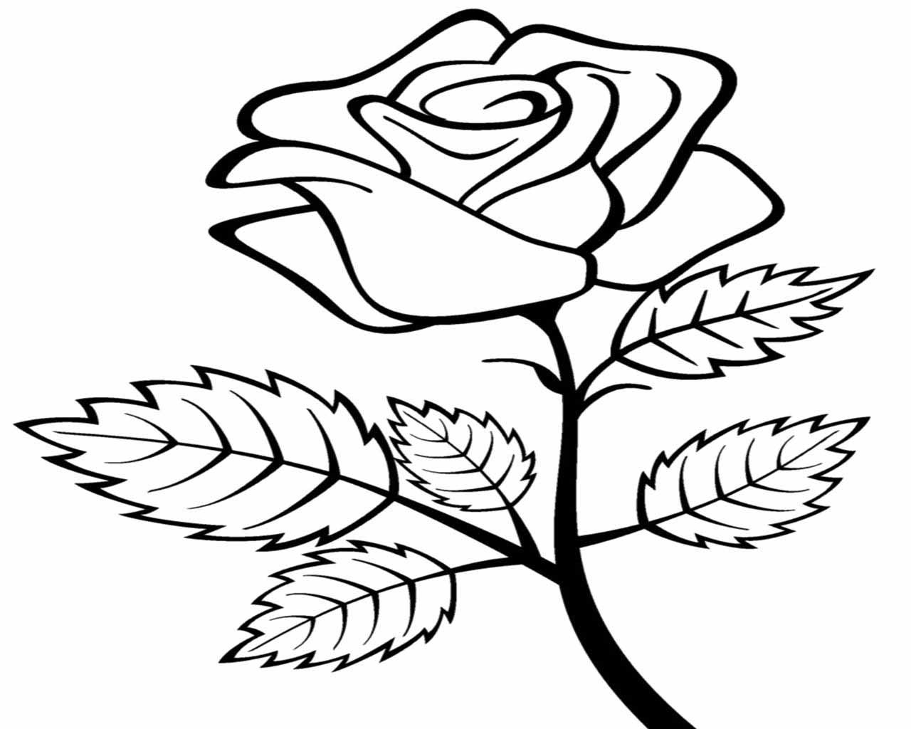 Detail Gambar Bunga Mawar Yang Belum Diwarnai Nomer 17