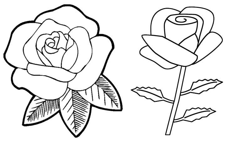 Detail Gambar Bunga Mawar Yang Belum Diwarnai Nomer 20