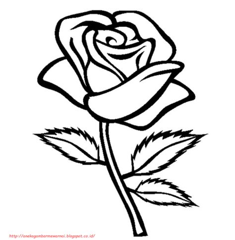 Detail Gambar Bunga Mawar Yang Belum Diwarnai Nomer 3
