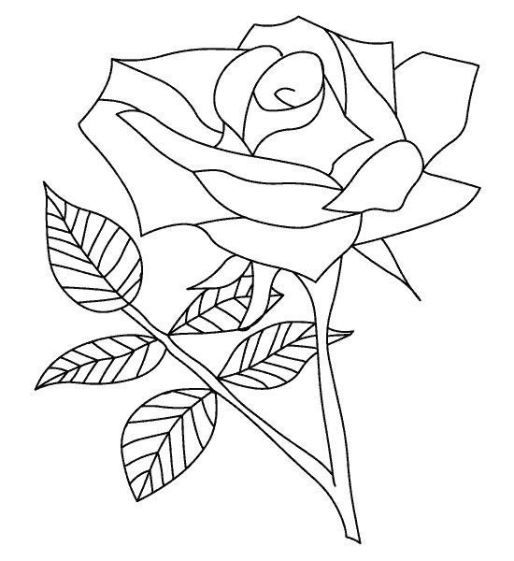 Detail Gambar Bunga Mawar Yang Belum Diwarnai Nomer 23