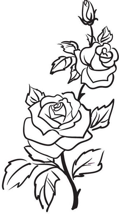 Detail Gambar Bunga Mawar Yang Belum Diwarnai Nomer 34