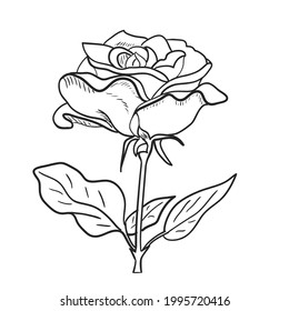 Detail Gambar Bunga Mawar Yang Belum Diwarnai Nomer 42