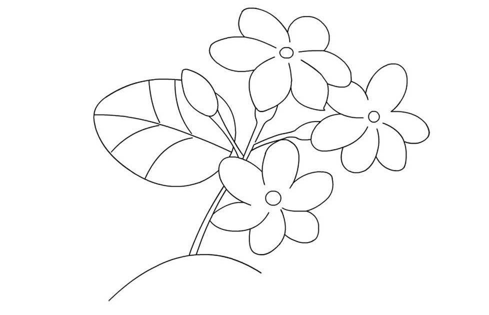 Detail Gambar Bunga Mawar Yang Belum Diwarnai Nomer 49