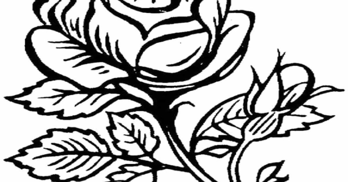 Detail Gambar Bunga Mawar Yang Belum Diwarnai Nomer 55