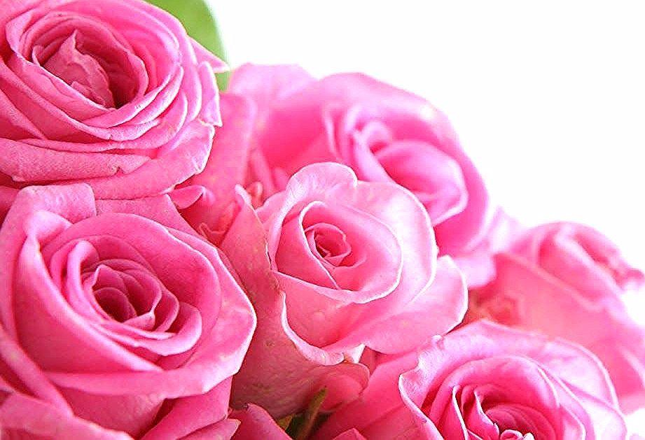 Detail Gambar Bunga Mawar Yang Bisa Di Download Nomer 12