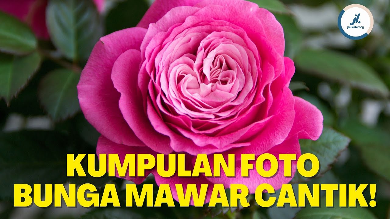 Detail Gambar Bunga Mawar Yang Cantik Nomer 43