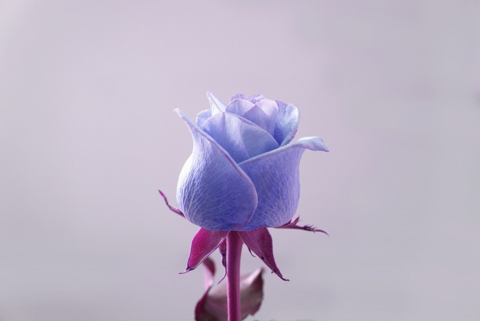 Detail Gambar Bunga Mawar Yang Cantik Nomer 7