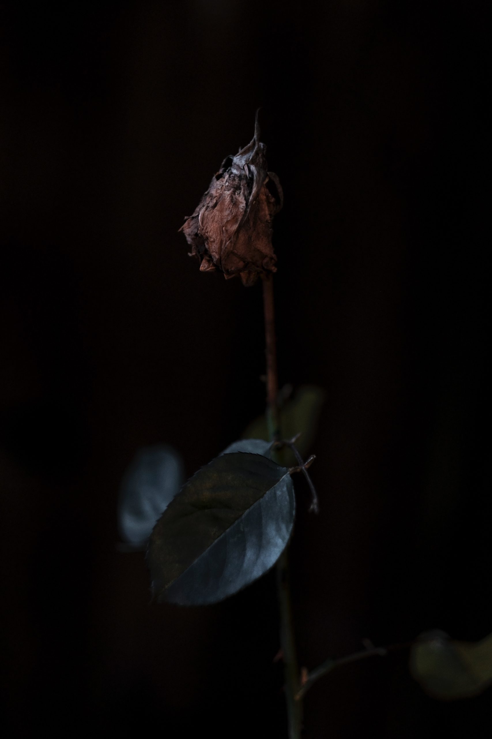Gambar Bunga Mawar Yang Gugur - KibrisPDR