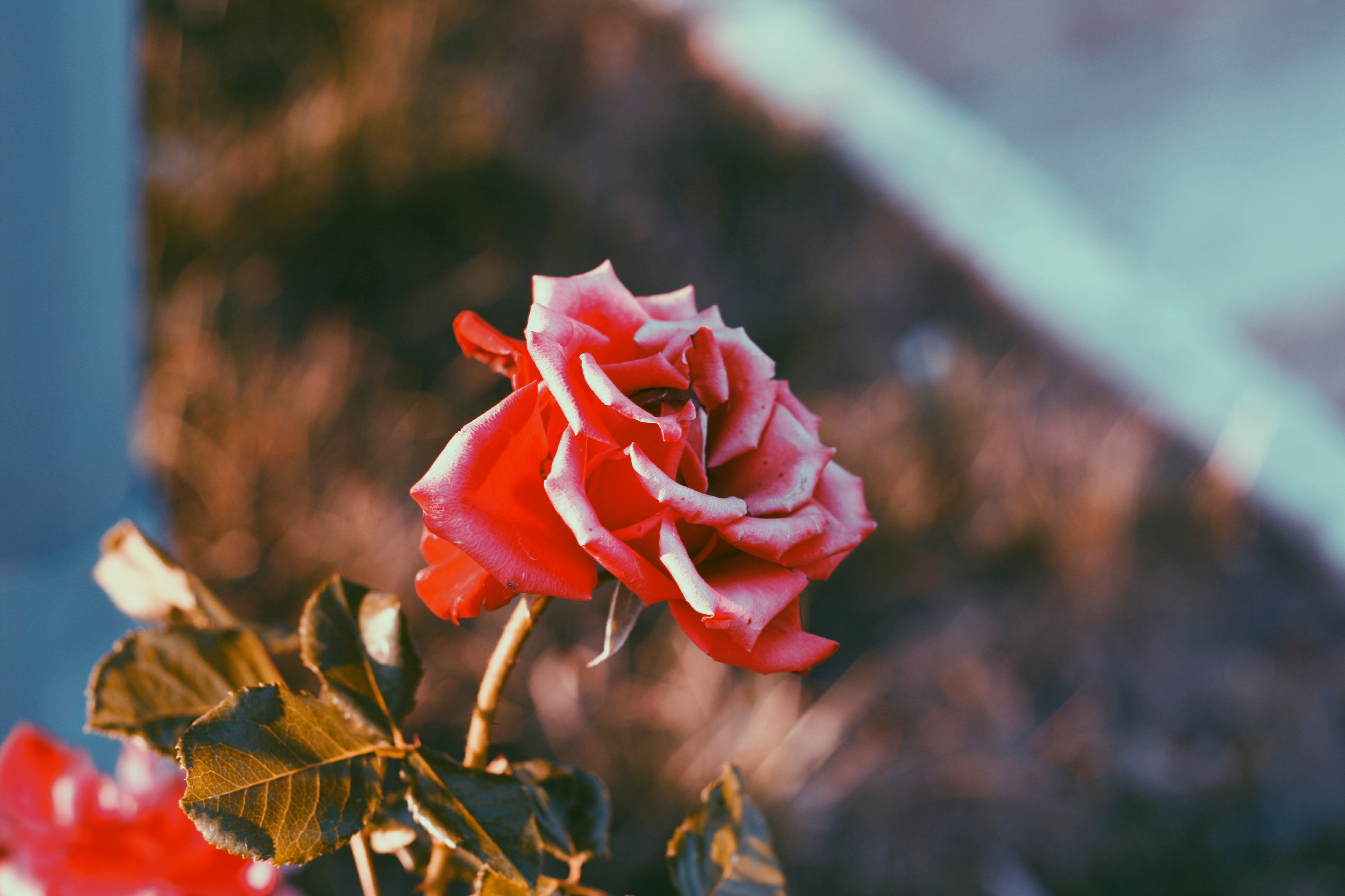 Detail Gambar Bunga Mawar Yang Gugur Nomer 16