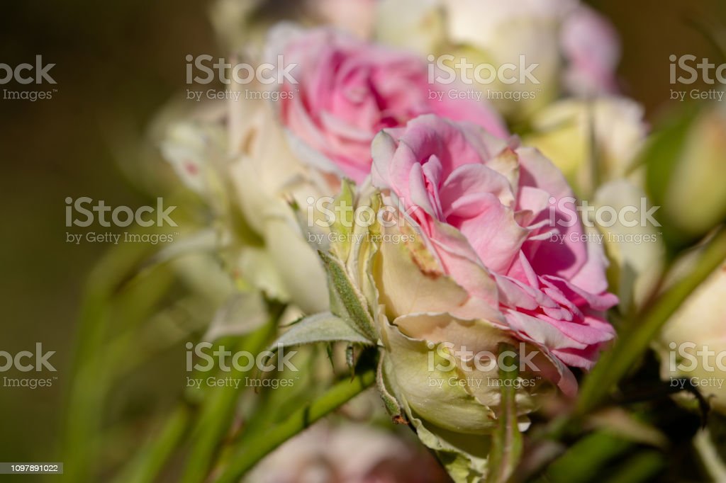 Detail Gambar Bunga Mawar Yang Gugur Nomer 47