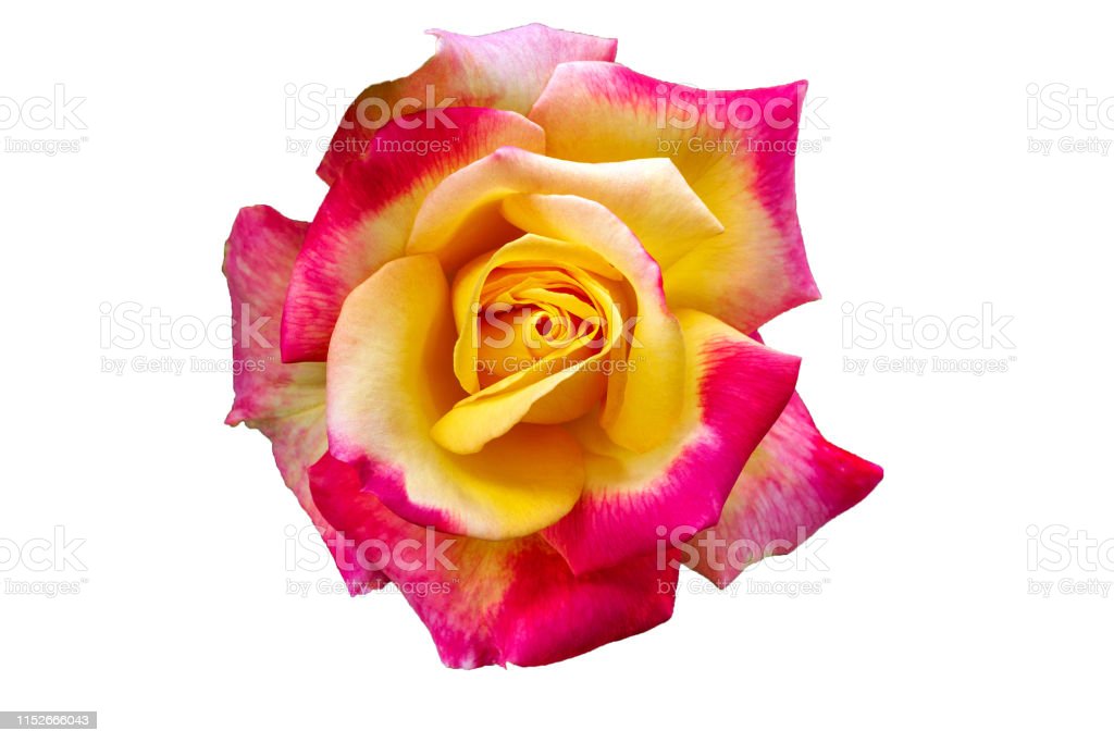 Detail Gambar Bunga Mawar Yang Indah Nomer 41