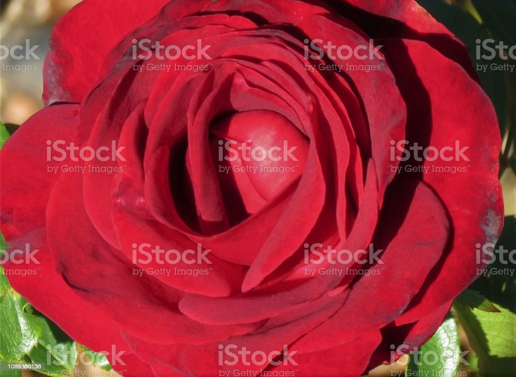 Detail Gambar Bunga Mawar Yang Indah Nomer 43