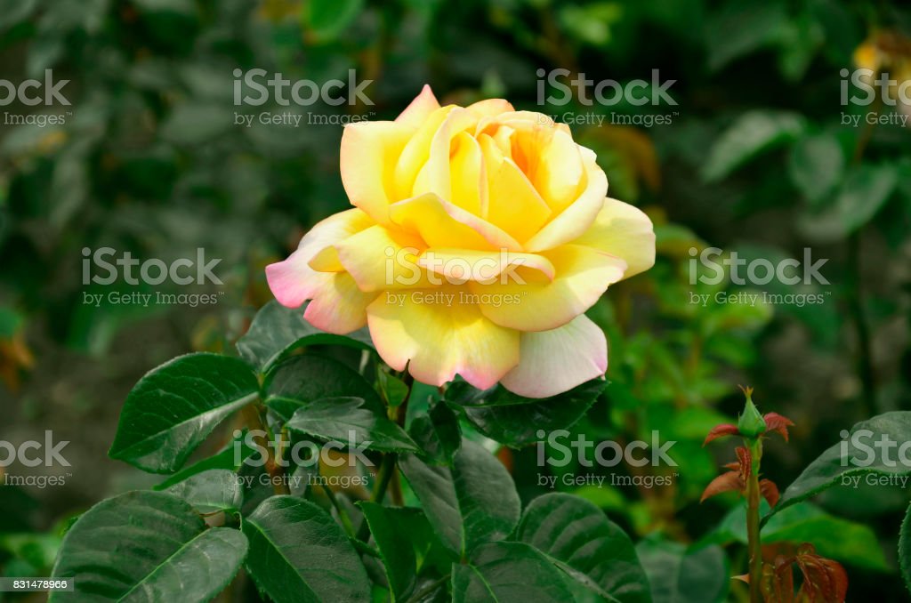 Detail Gambar Bunga Mawar Yang Indah Nomer 45