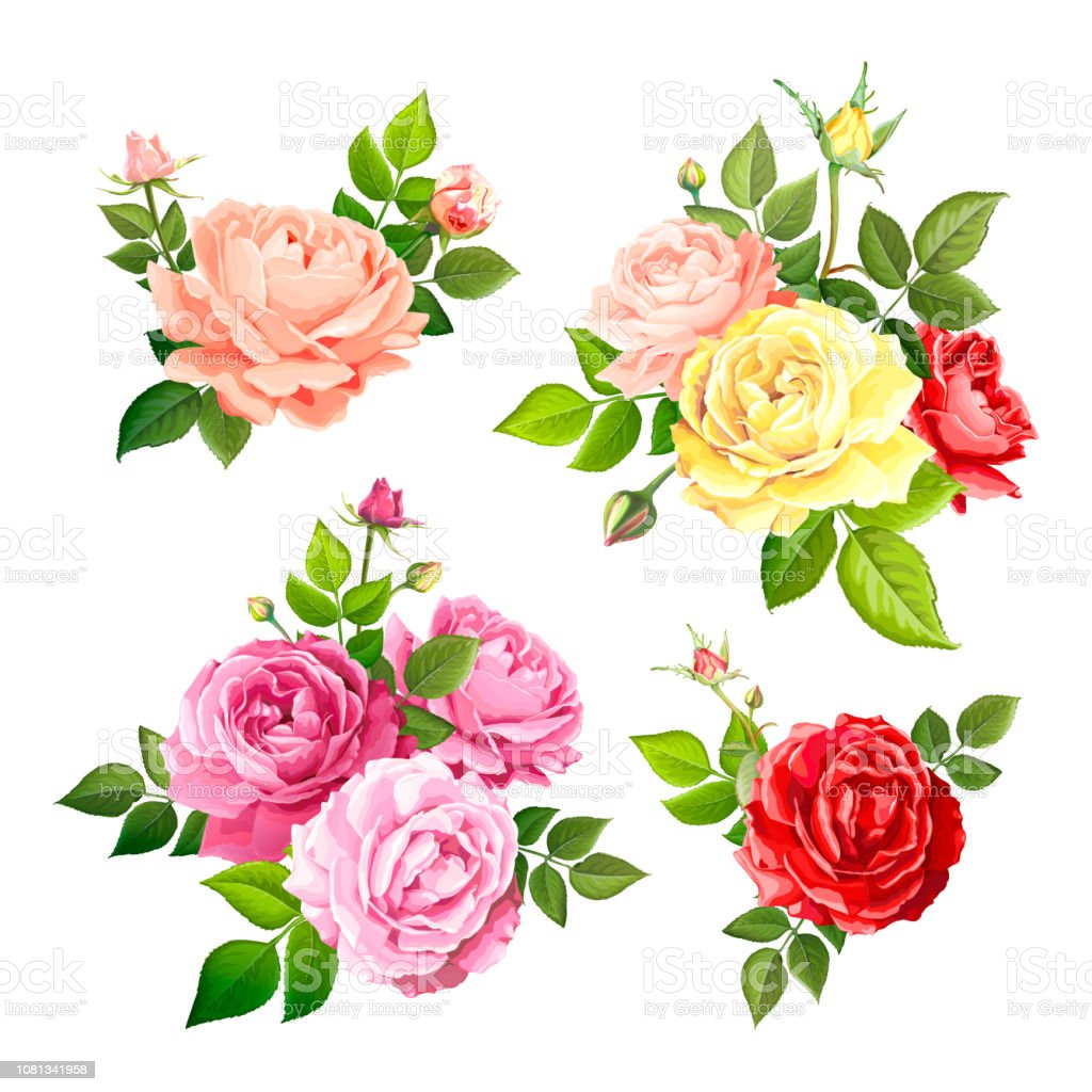 Detail Gambar Bunga Mawar Yang Indah Nomer 47